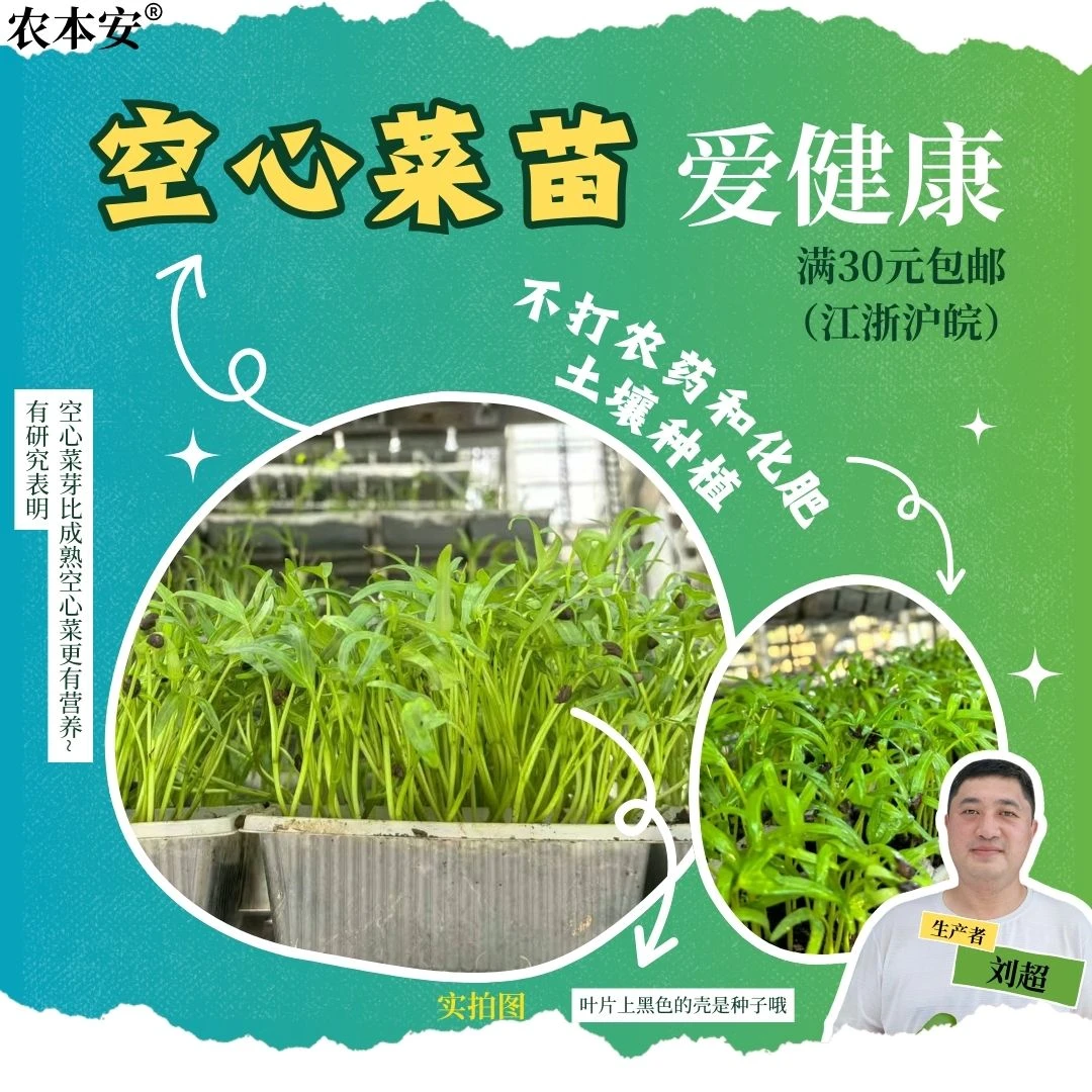 【农本安】 新鲜空心菜苗食用芽苗菜土培带根沙拉凉菜西餐摆盘