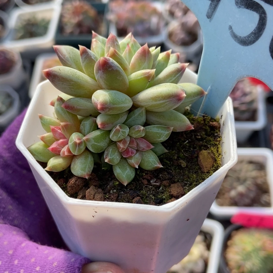 2150伊丽莎白多肉植物