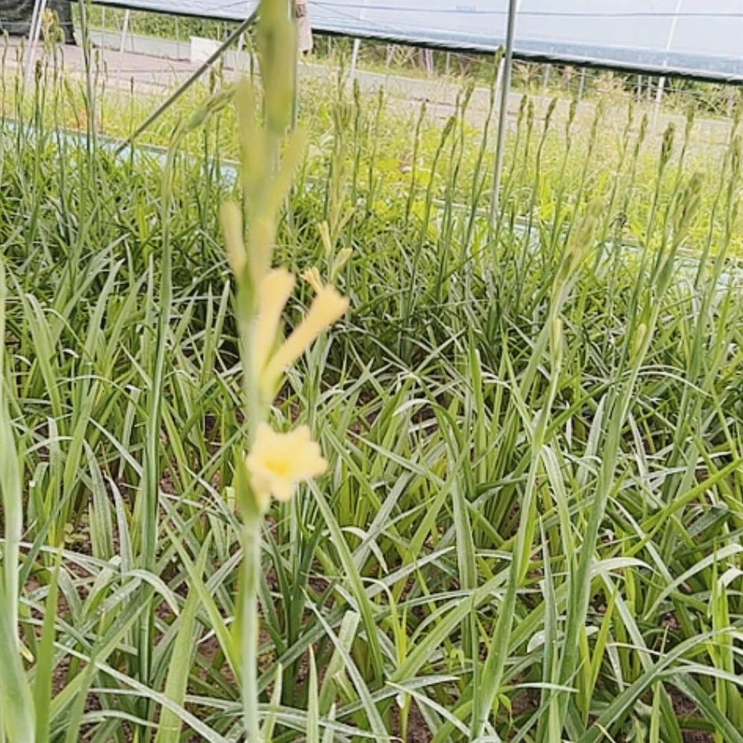 【闪购商品】完全开放晚香玉黄色