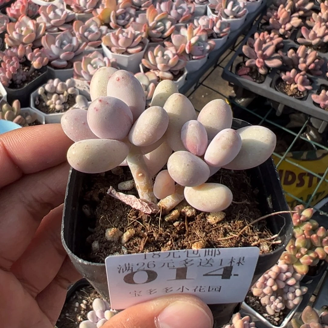 014号双头黄个体奶酪一物一拍满18包邮