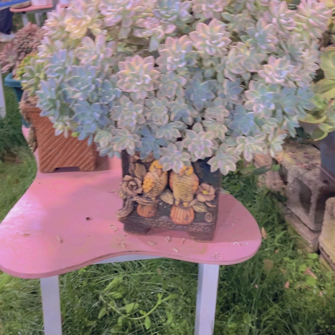 娜***娜多肉植物保护研究所所长