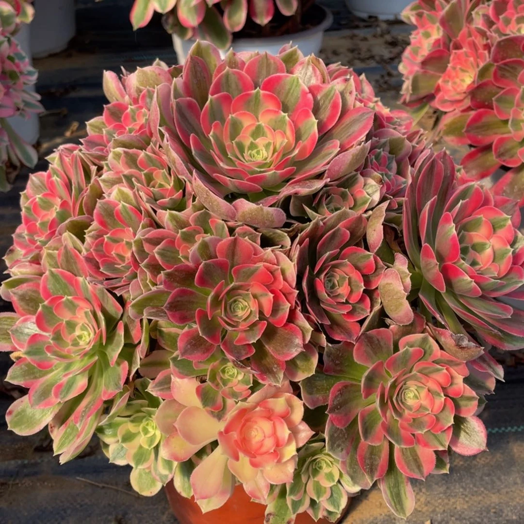 639初恋精品法师多肉