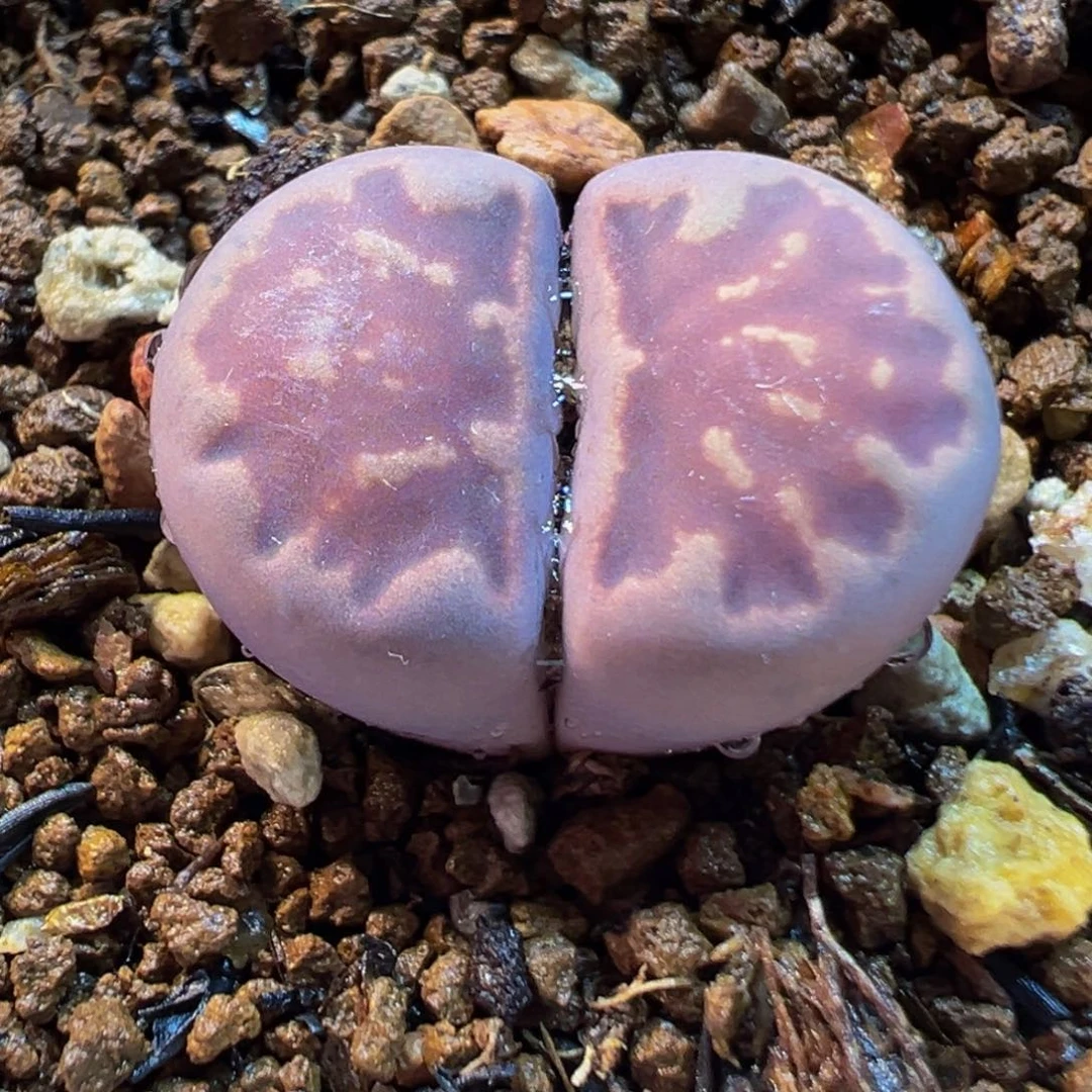 855多肉植物种类多样