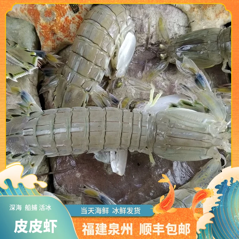 福建船捕【皮皮虾】顺丰当天冰鲜发货