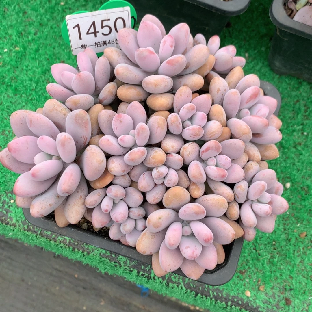 平头桃蛋开播福利