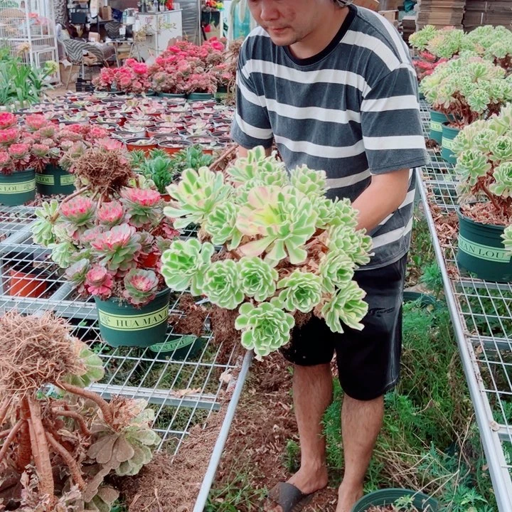 大颗白凤多肉法师