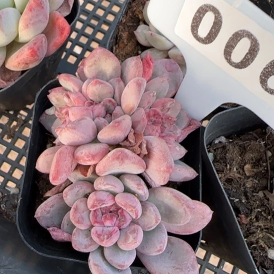 006粉珍妮缀一物一拍多肉