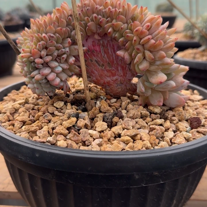 星影树缀无砍多肉