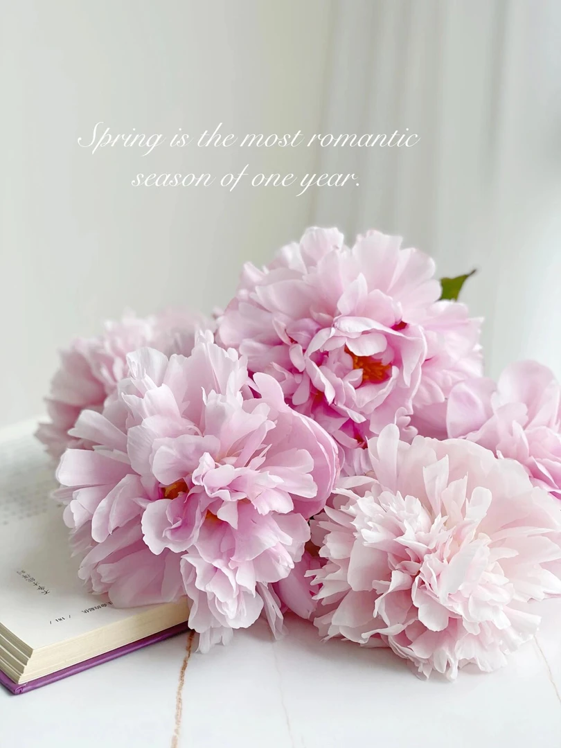 彩霞芍药-阴凉处养护怕热怕风发货根部不包水