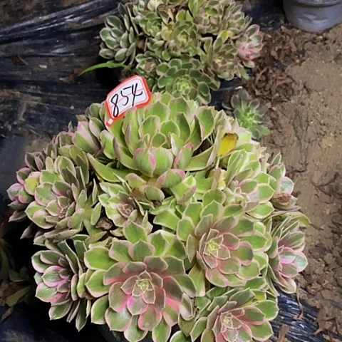 伊***艺孔雀翎老桩捧花854号