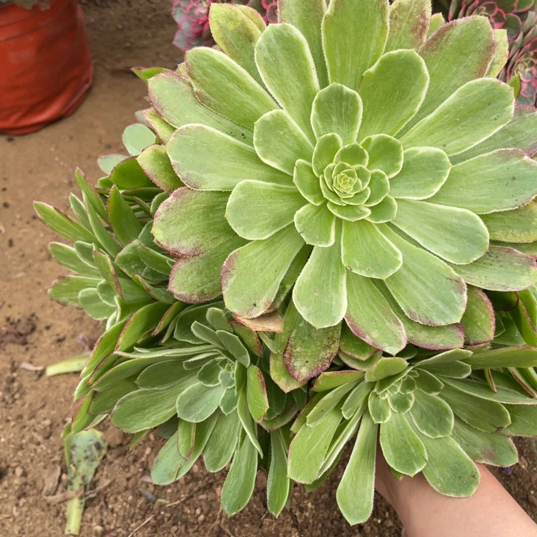 万花筒多肉法师断枝不包