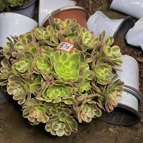 叫***姐布加迪老桩捧花836号