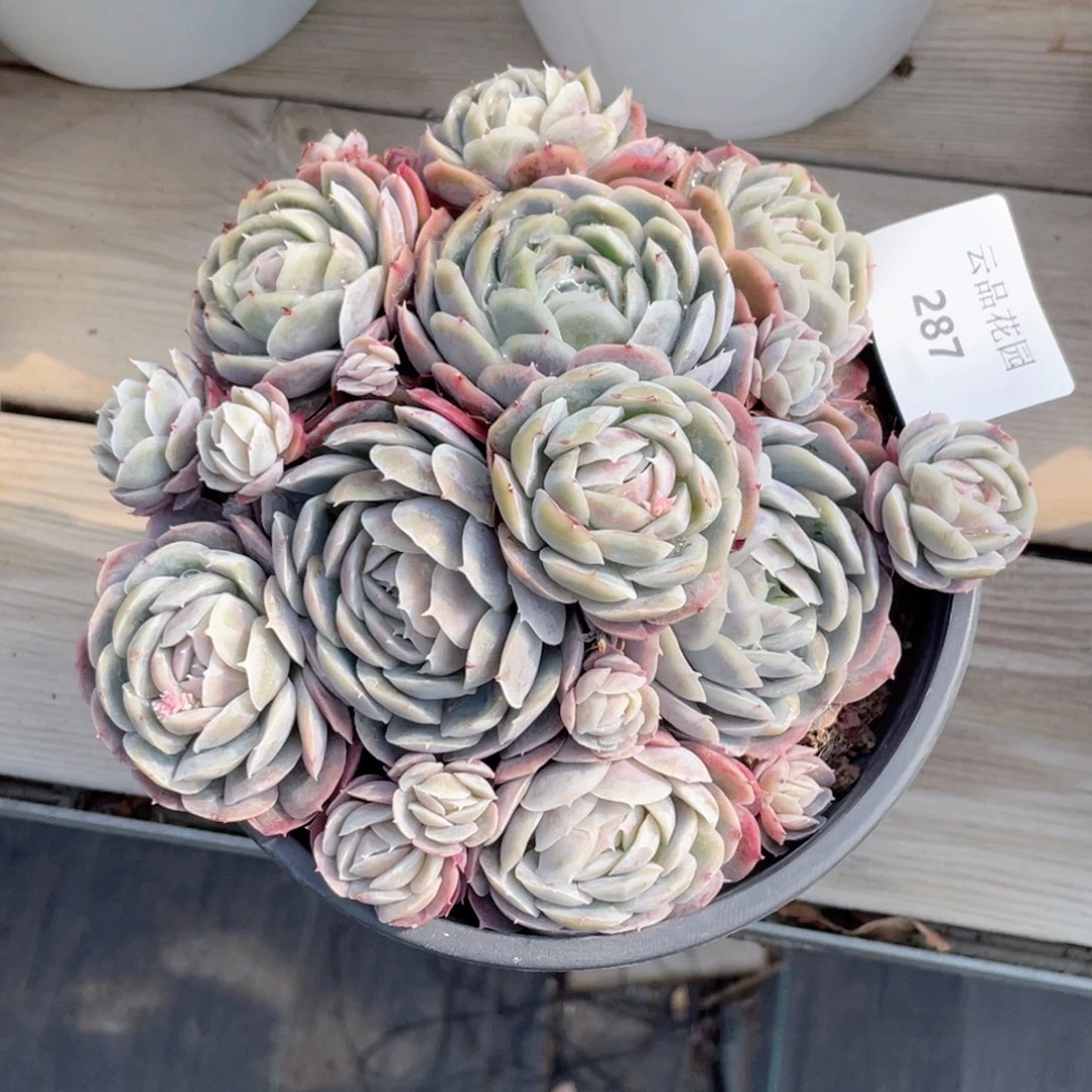 小****南287号糖心冰心珍妮