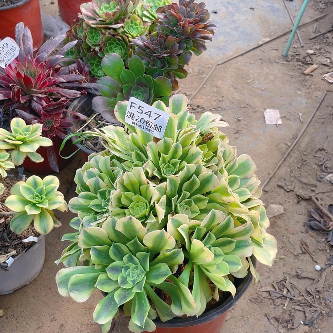 547绿豆沙多肉小损不包