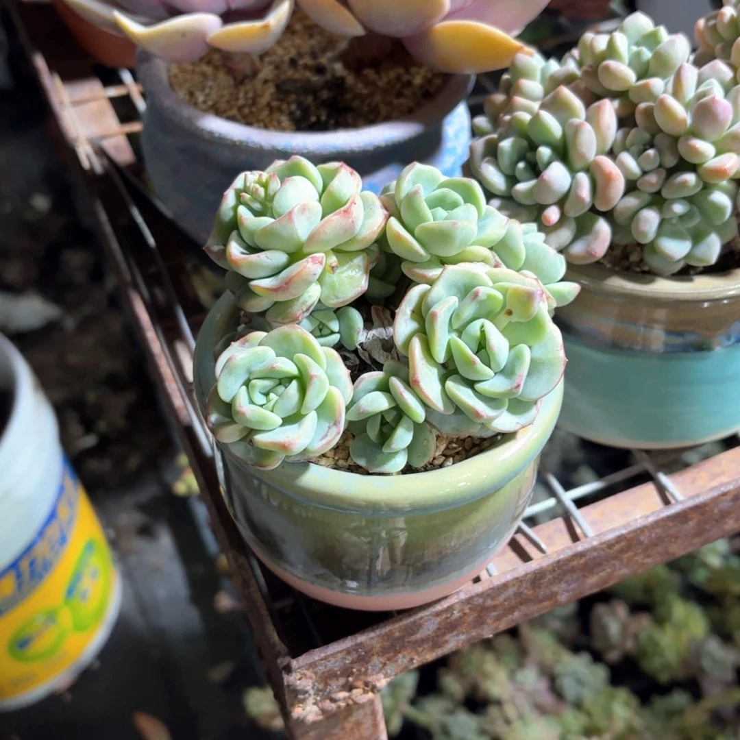 余*?香草多肉粉色圆盆带边