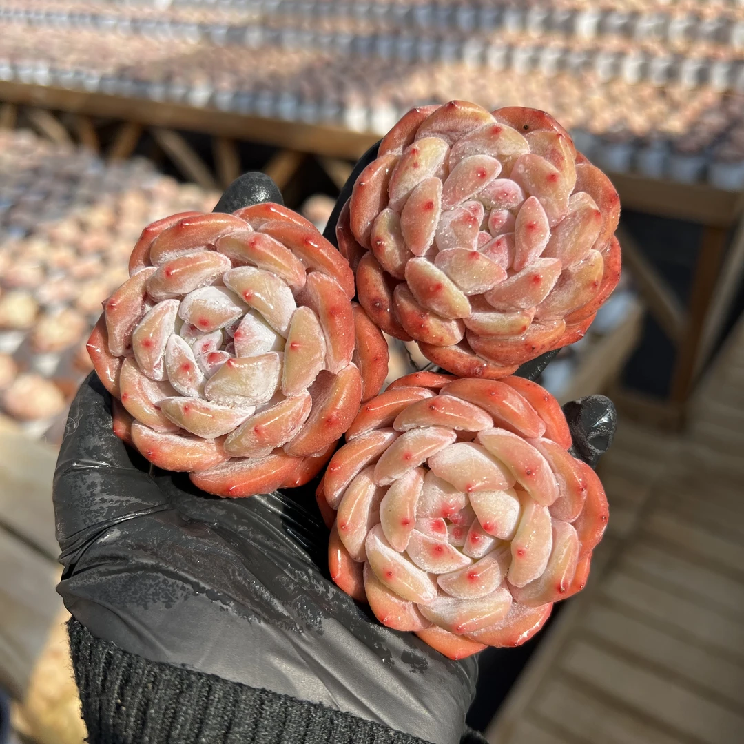 橙梦露多肉植物懒人植物精控精养量拍 一元一颗 一单包邮