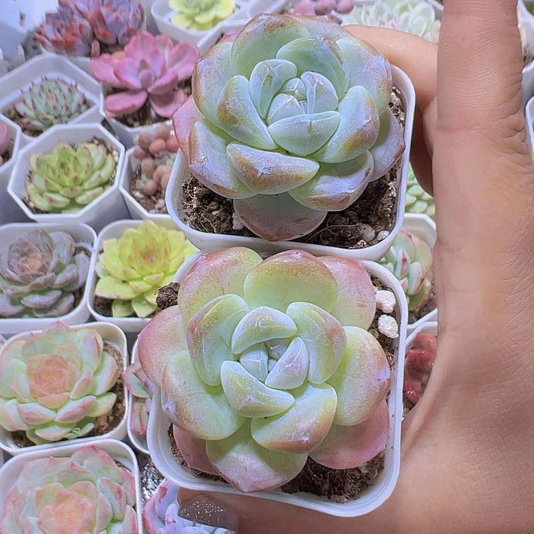 紫心冰玉2盆19包邮