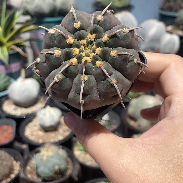 实生紫皮一本刺仙人球