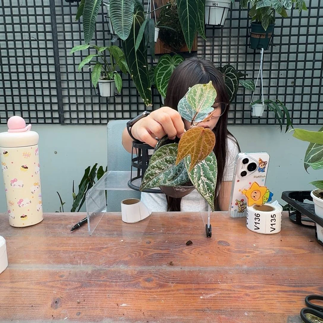 无花朵一一物一拍V131