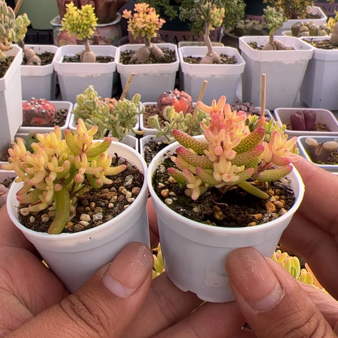 多肉植物枝干真假飞机猪