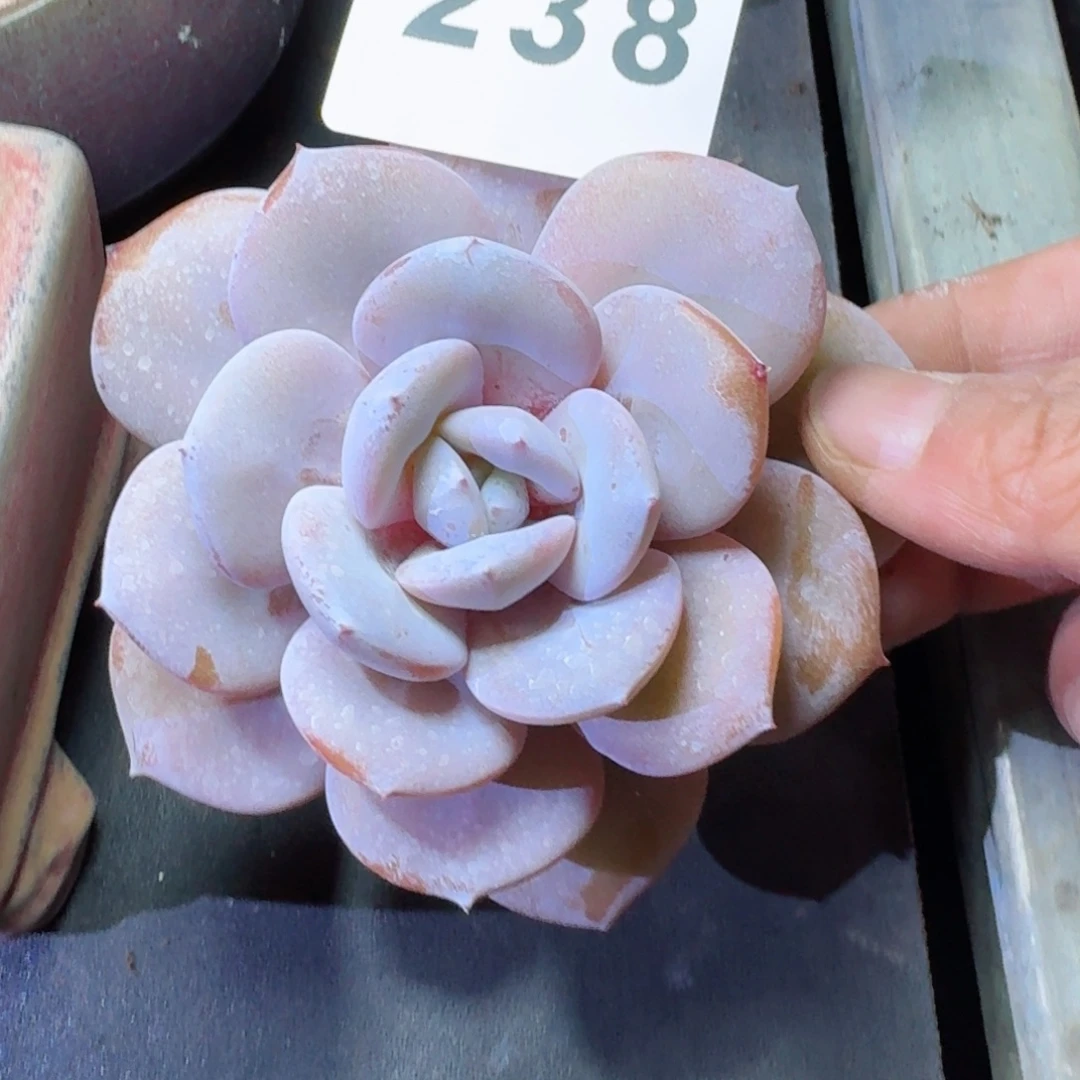 老桩奶茶          摇身一变高富帅，一夜暴富动作快