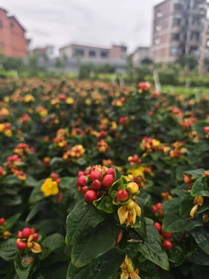 火龙珠相思豆