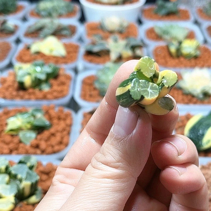 十二卷多肉雪葵万象