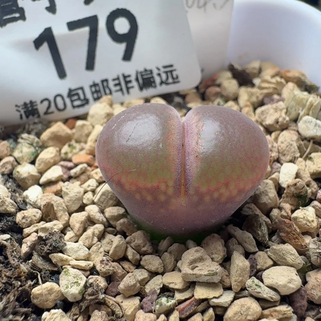 1804.5带盆土C10同属