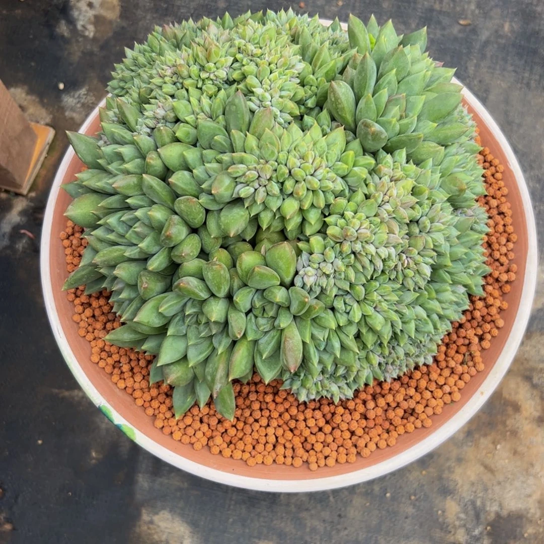 ****l多肉植物多肉植物