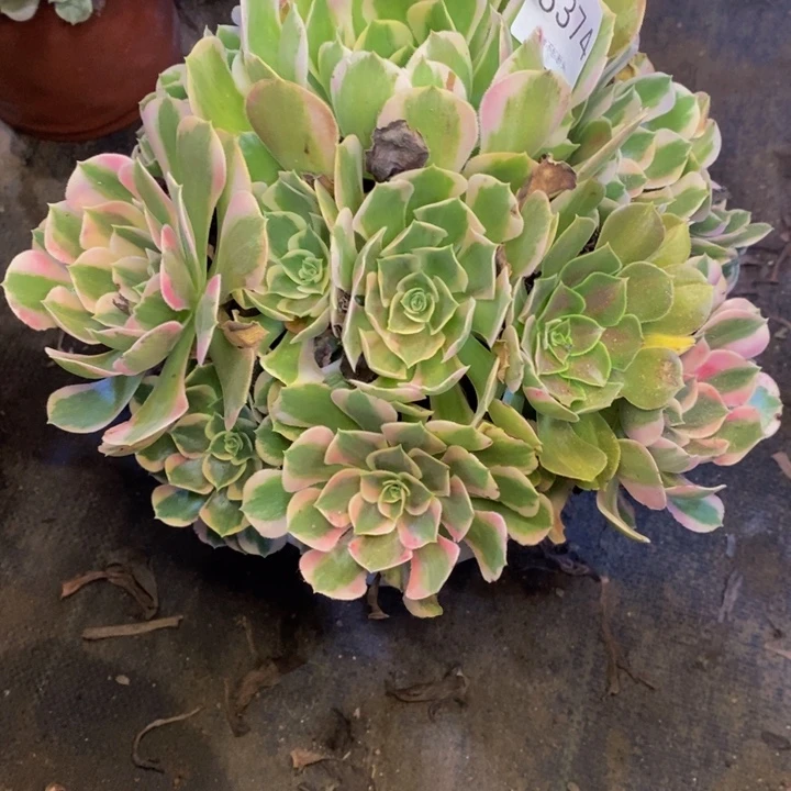 妖月多肉断头不包3374