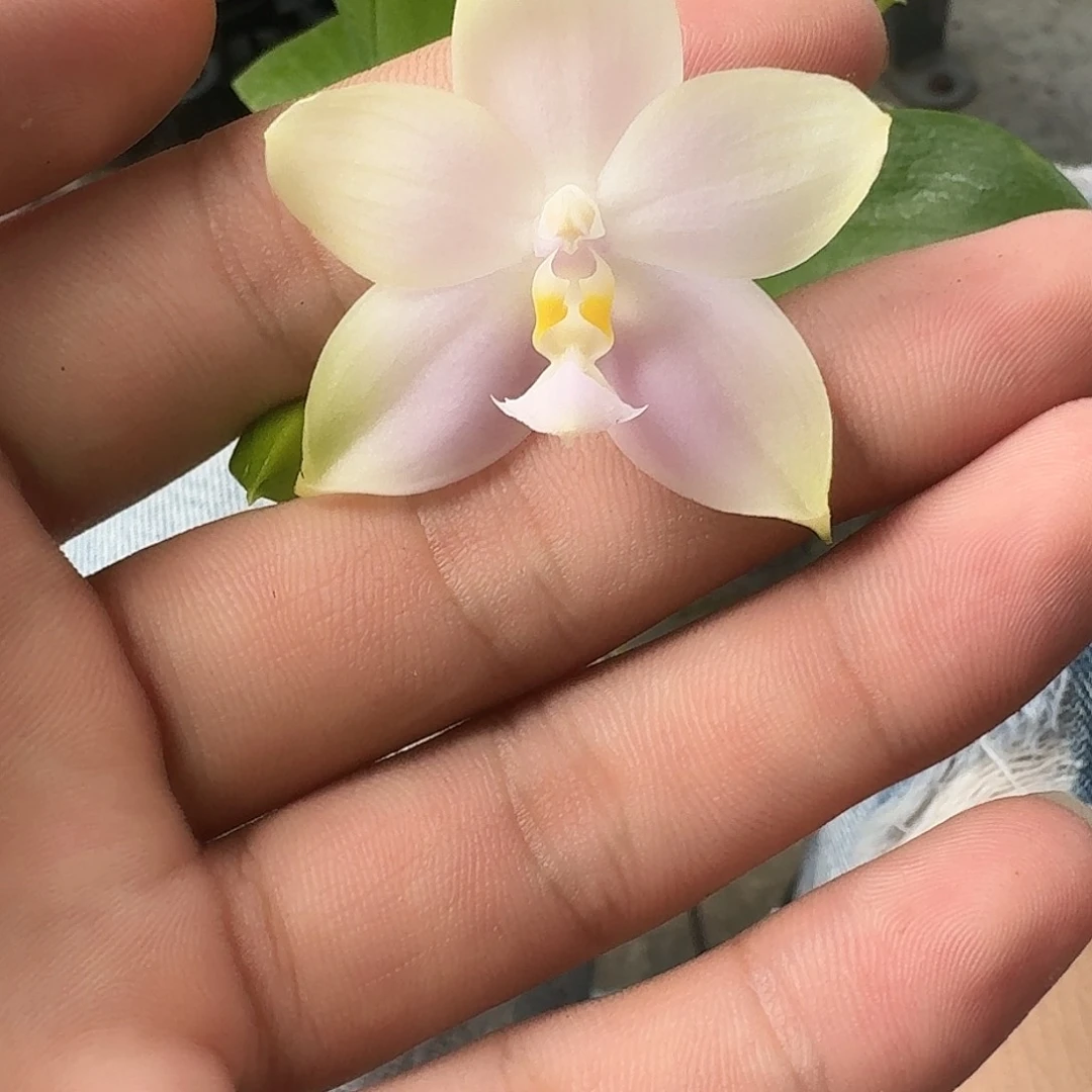 当前无花栽培后可以开花l829 瑕疵2.5n6505