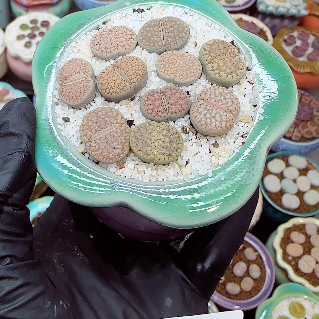 生石花满18包邮1023-88