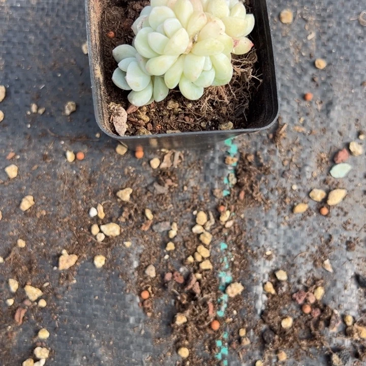 豆豆一物一拍专拍的