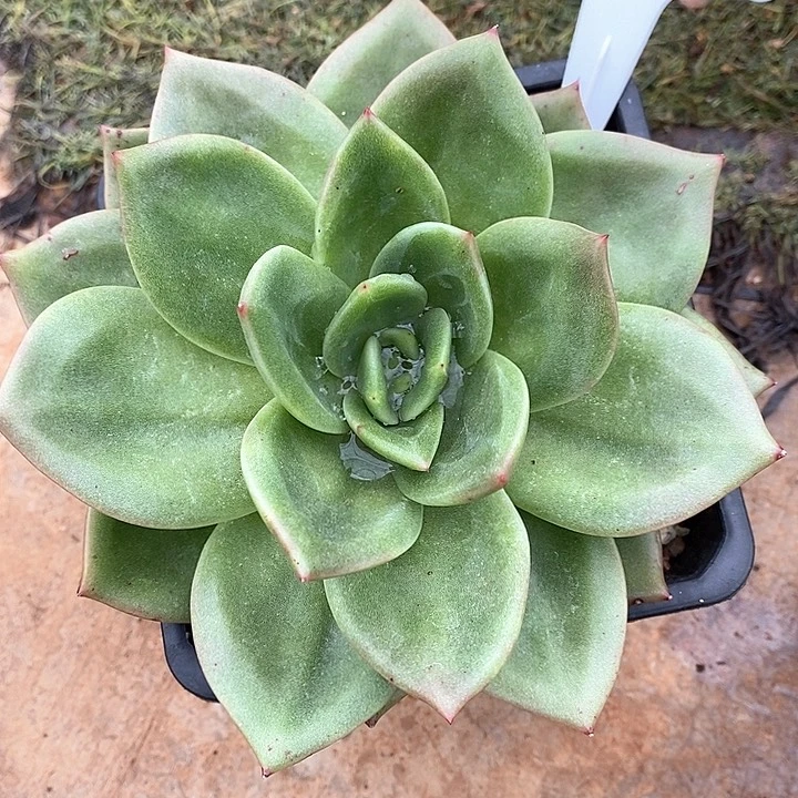 911-直播福利翠鸟