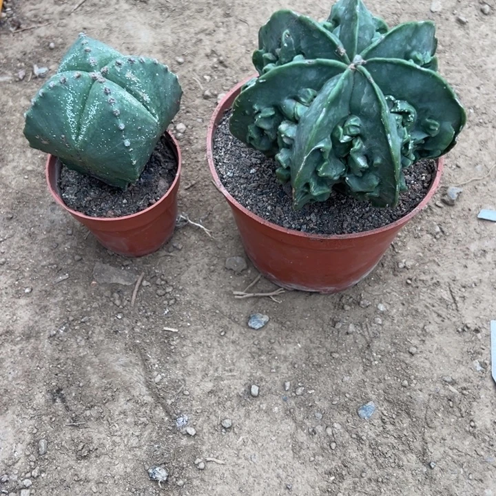 江****吉祥如意等名家的