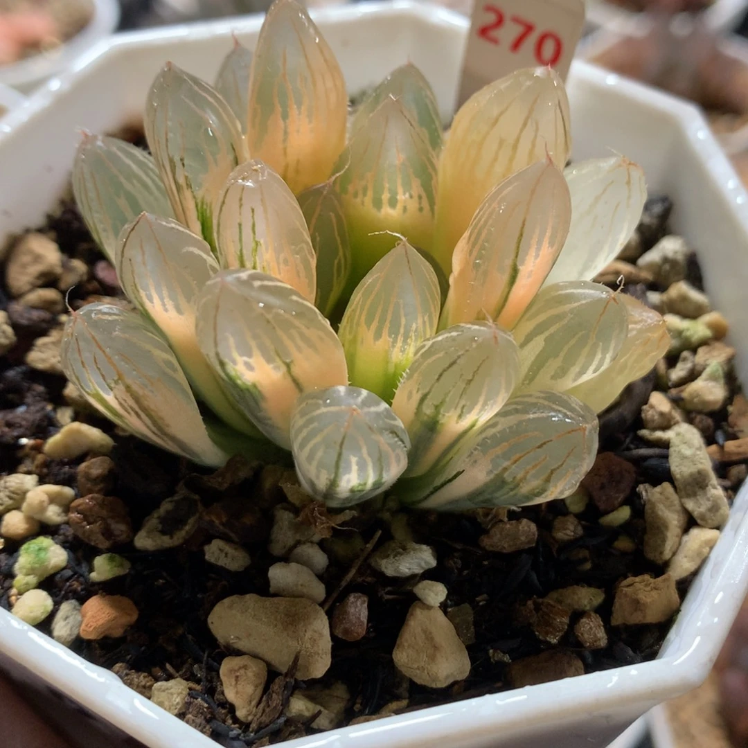 以实际为准270胭脂