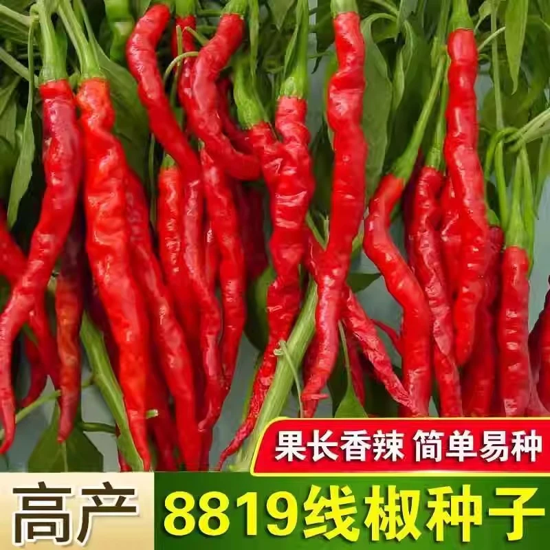 【满5包包邮】8819线椒种子香辣超辣超长皱皮红辣椒高产线椒薄皮