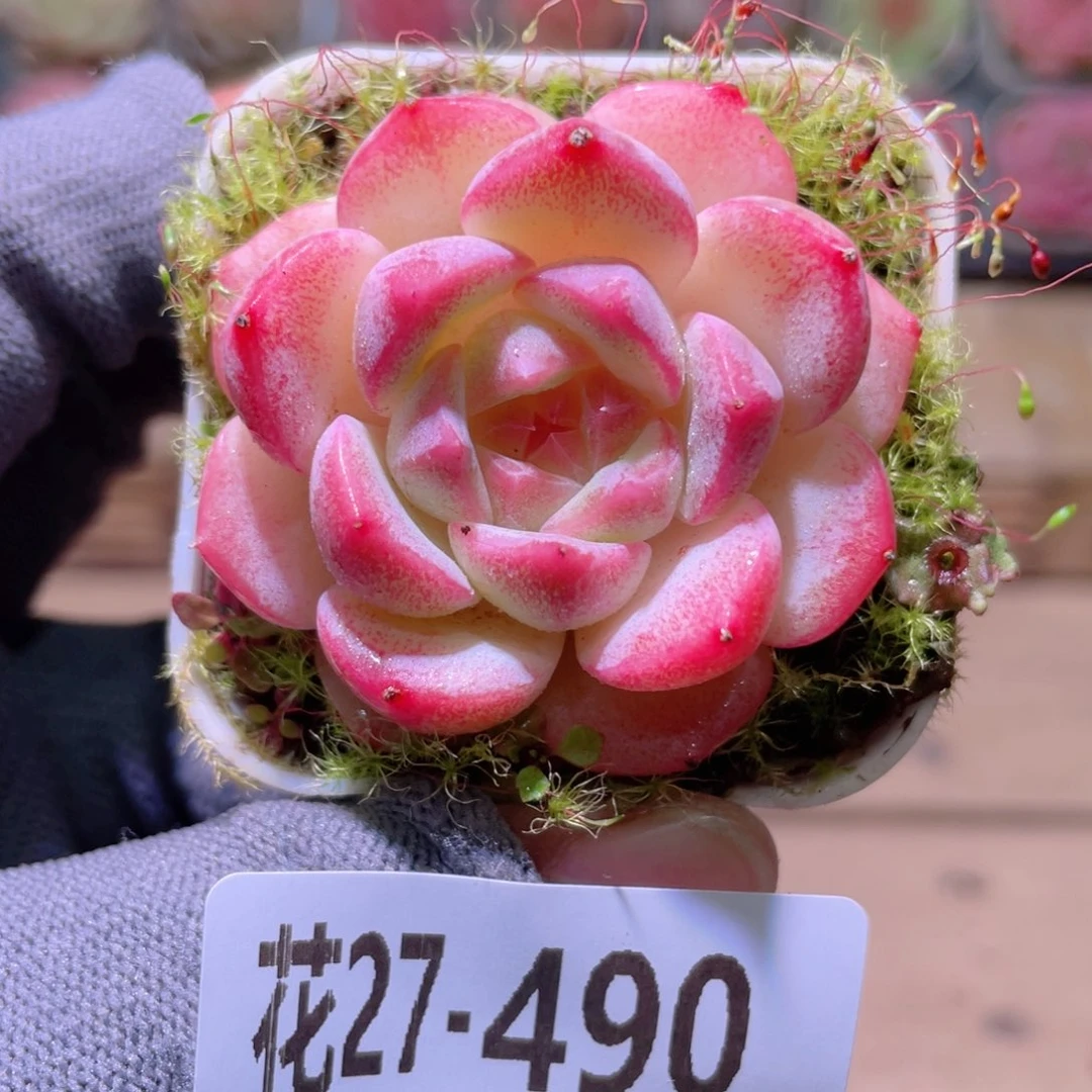 花利美27-490福利珍妮