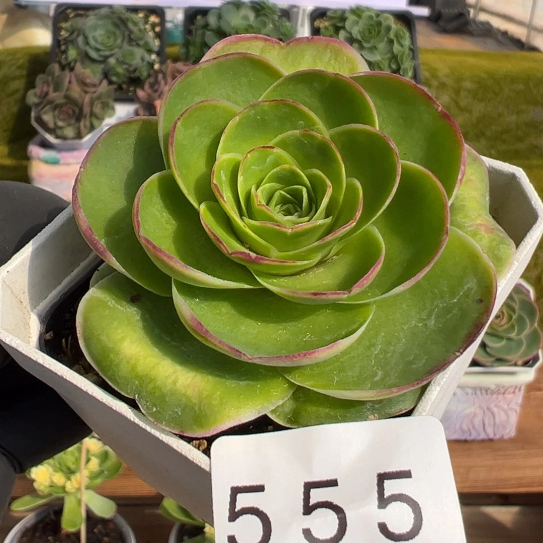 555勺叶果冻基因6厘米