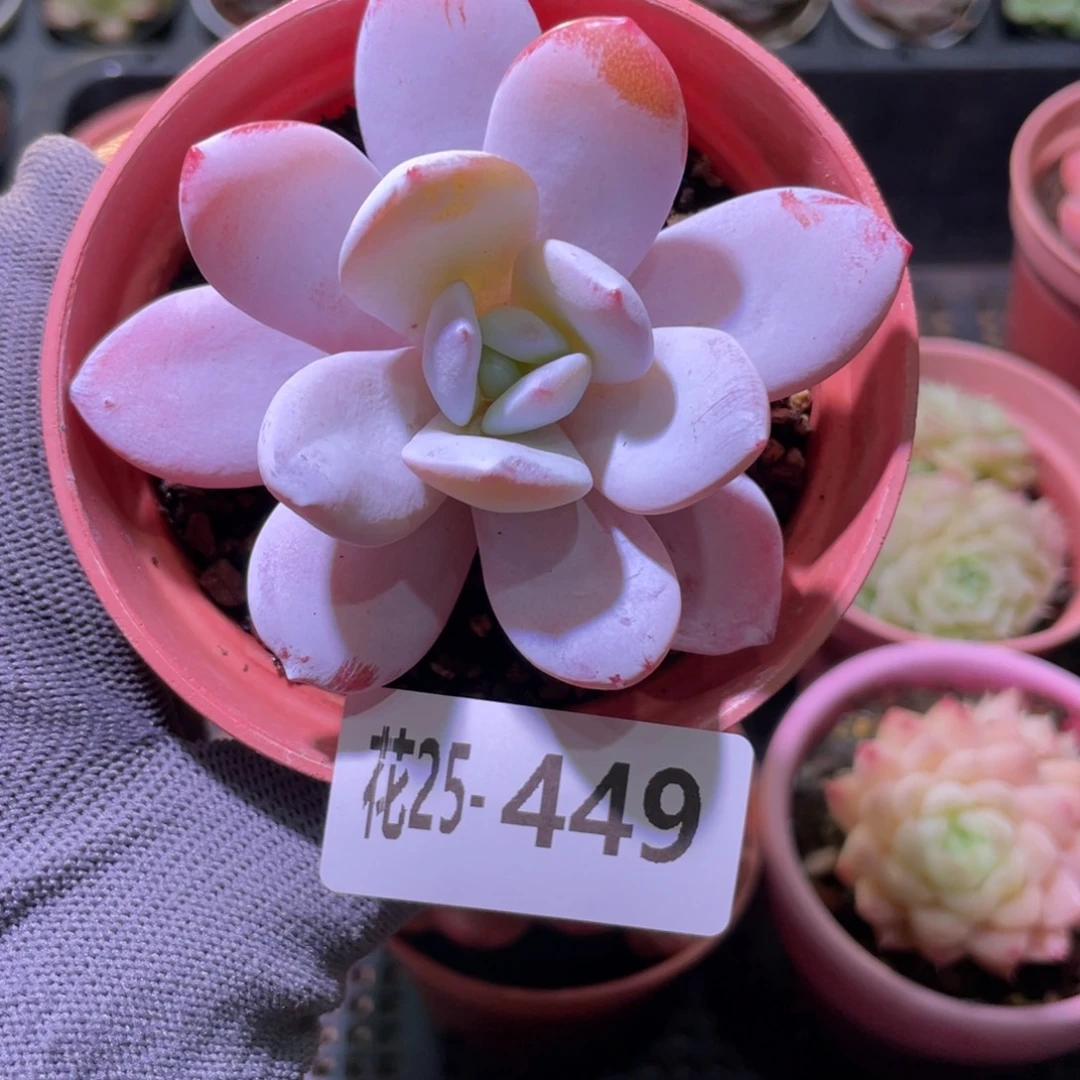 花利美25-449粉雪莲