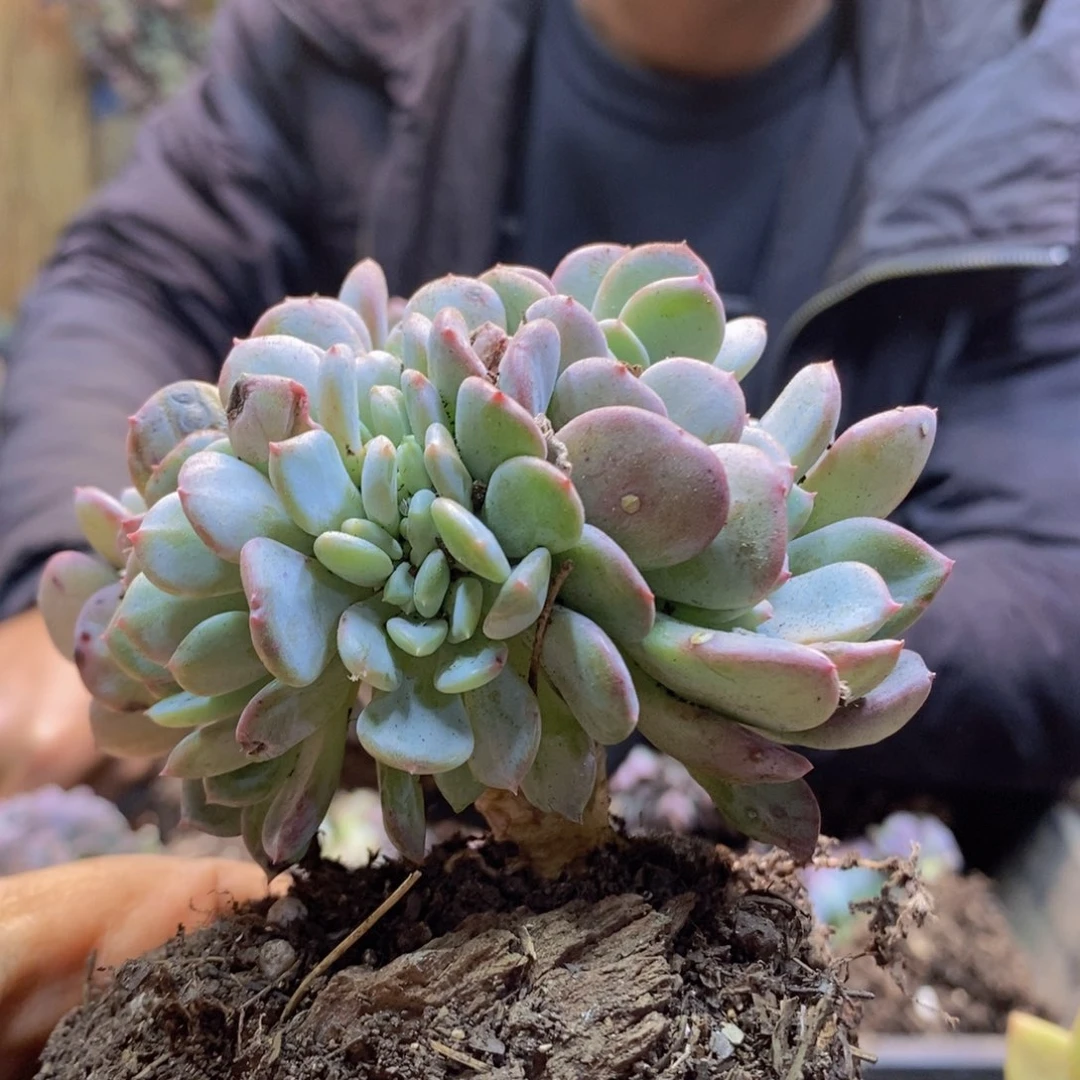 愚****生H247号玛瑙缀多肉