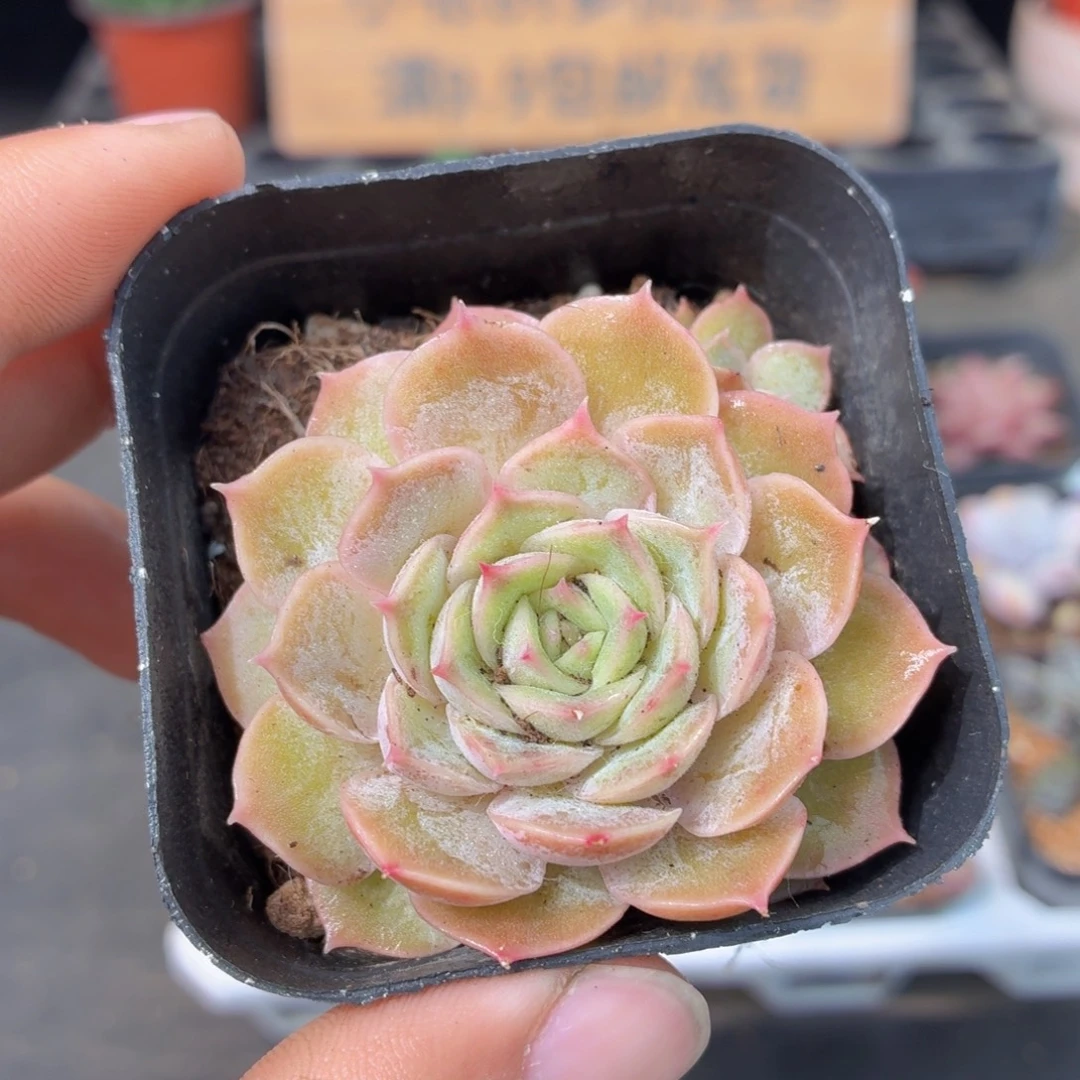 昂斯诺多肉9.9包邮发货