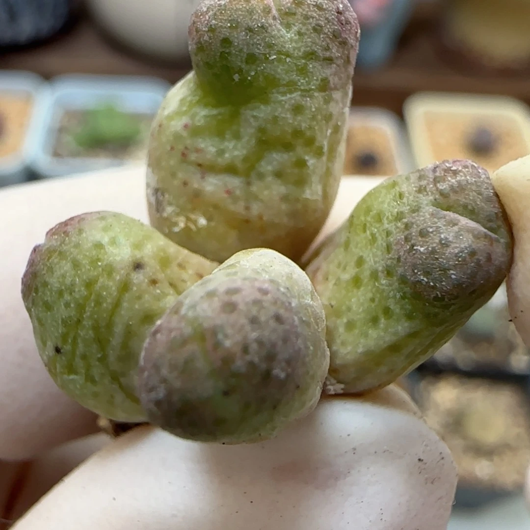 368园艺优选红斑马