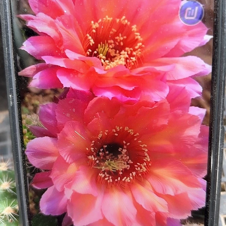 爱慕彩侧牙20包邮仙人球32