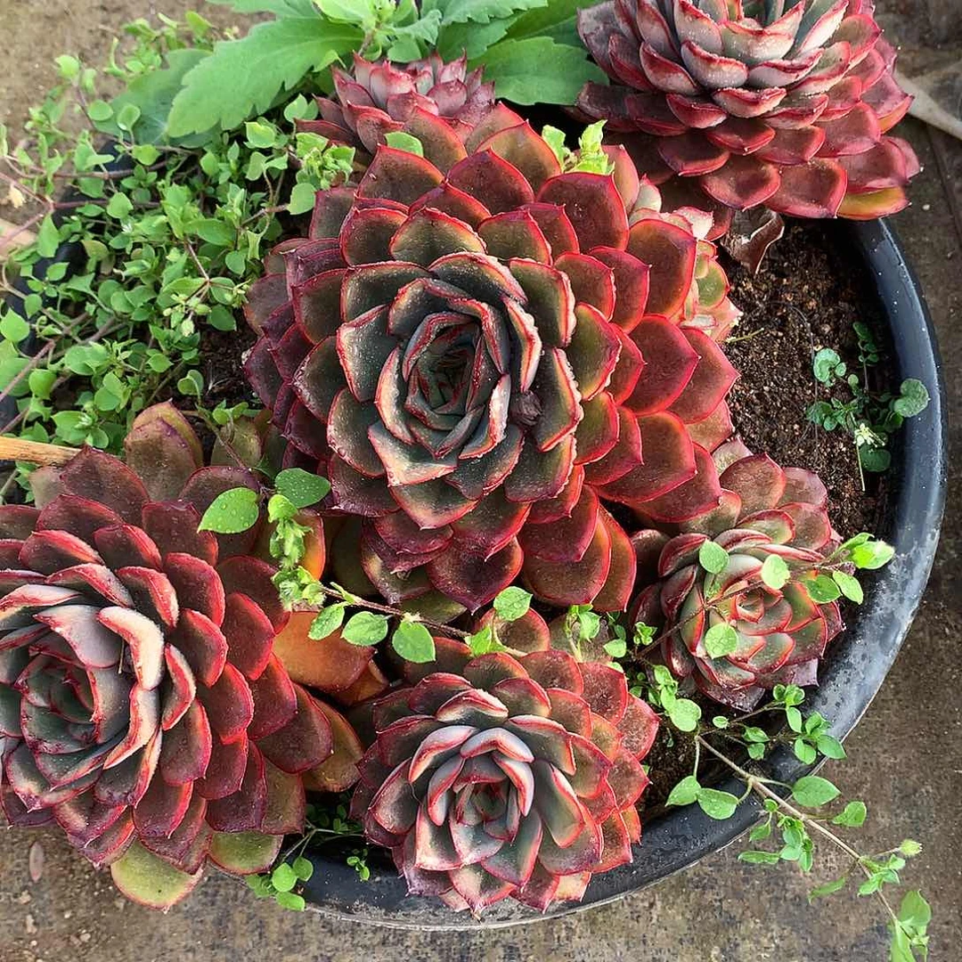 冰红茶多肉一物一拍