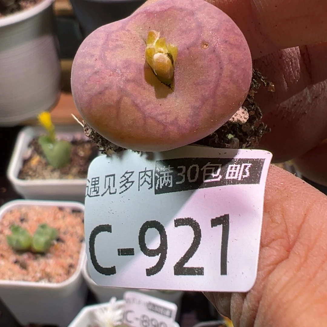 多肉植物111111111111