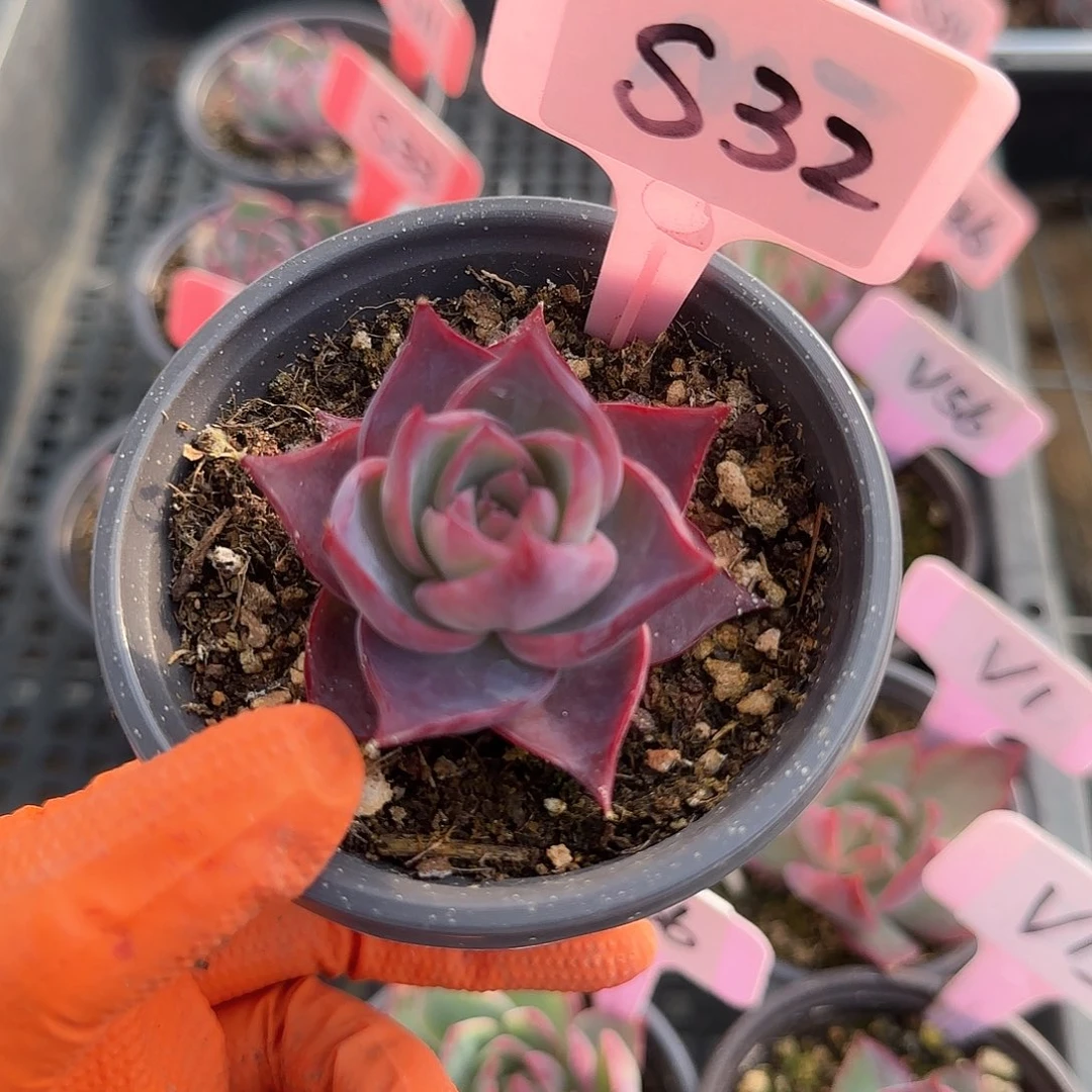 g***sS32惊鸿单头多肉