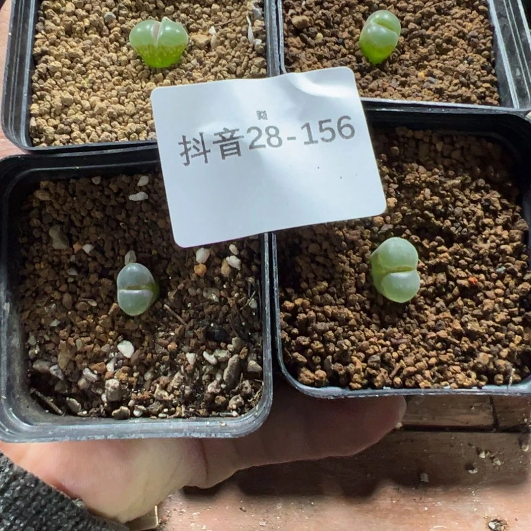 28-156量拍粉红女郎风铃4颗