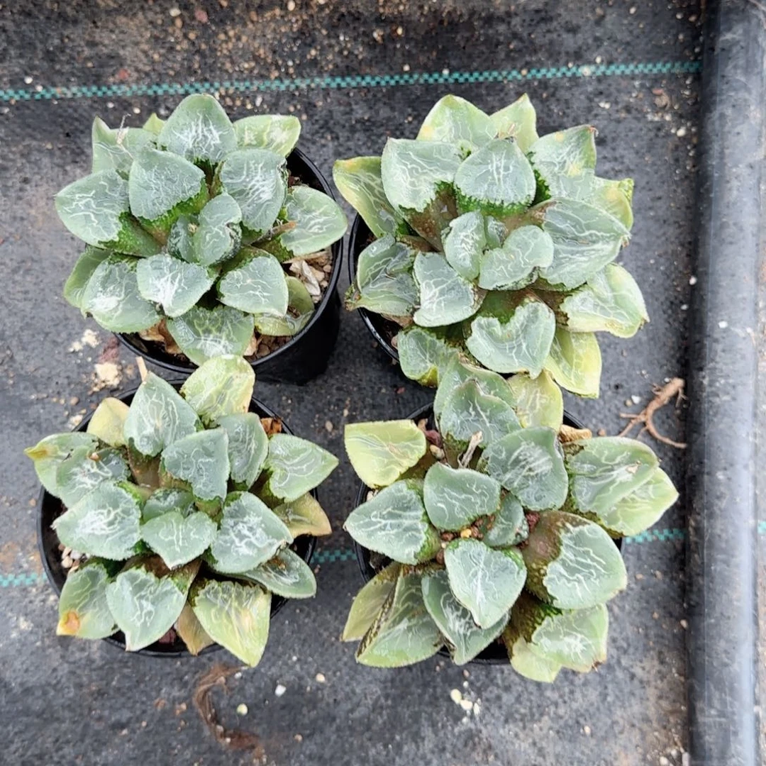 万象盆沁影多肉植物一颗