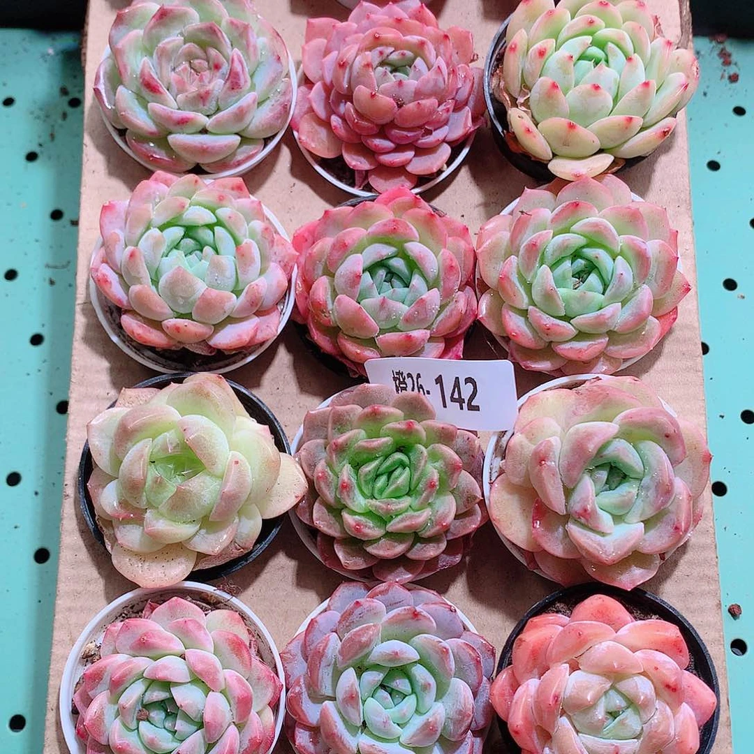 26-142一物一拍带盆18颗